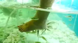 Fish massage - Siem Reap, Cambodia