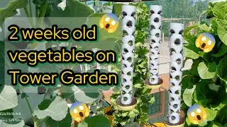 VEGETABLES GROWING ON TOWER GARDEN 🥬🥬🥬