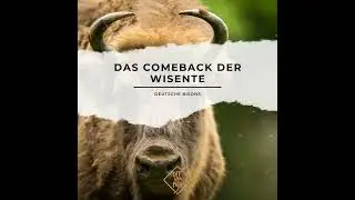 Deutsche Bisons - Das Comeback der Wisente