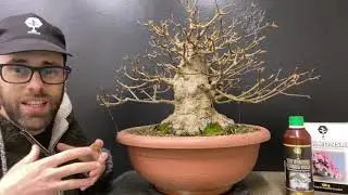 TECNICHE DI COSTRUZIONE E INNESTO ACERO TRIDENTE