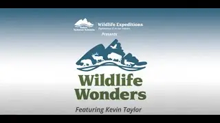 Wildlife Wonders: Uinta Squirrel
