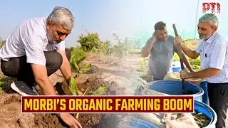 Organic farming flourishes in Gujarat’s Morbi alongside industrial growth