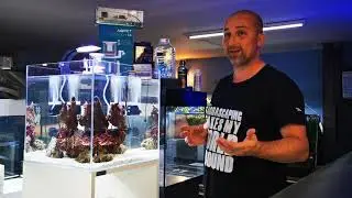 🐡Tutorial allestimento Mini Reef 🪸