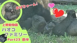 添い寝しラブラブなトトさんとハオコ❤️その様子を見たスモモは・・・Toto and Haoko are in love, and the plums they were looking at...