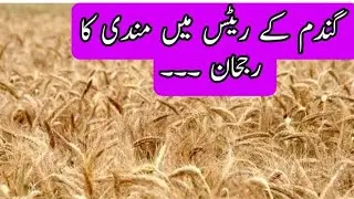 Today Wheat price in Pakistan 29 September 2022#kisanstar #wheat #cottonprice