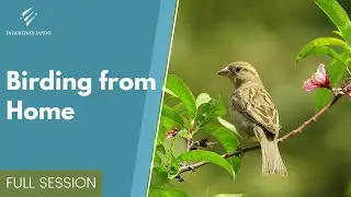 Birding from Home | Full Session
