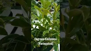 Fagraea Ceilanica (Variegated)