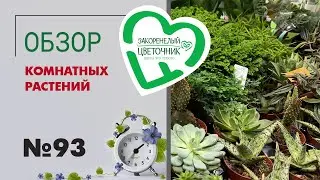 Обзор комнатных растений: нолина, кокос, фикус аспера, фикусы ампельные, эуфорбии, ванды, кактусы.