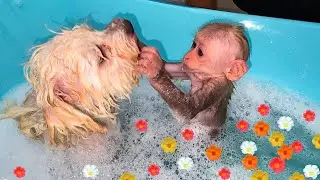 Baby monkey Bin Bin plays in the pool full of flowers and eats fruit