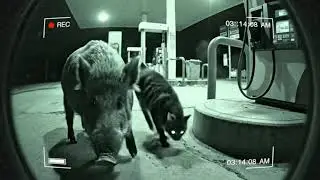 SHOCKING Security Cam Footage: Cat Riding a Wild Boar!