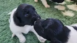 Lobke's eerste nestje, Stabijkennel van Bakery Home