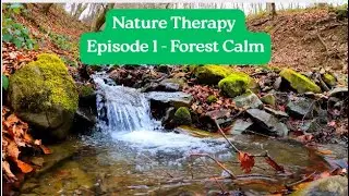 Nature Therapy &ndash; Forest Trails 🌲 Calm Your Mind, Ground Your Energy #naturetherapy #nature