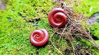 Пробуждение красной многоножки: нежное начало дня