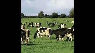 Laurence Shalloo on the Impact of Nitrogen Management Strategies