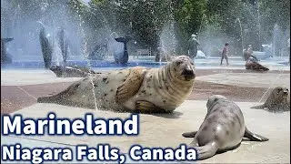 Marineland Park Niagara Falls Canada | Best Things to Do in Marineland | Attractions In Marineland