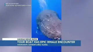 Tour boat experiences epic &lsquo;spiritual&rsquo; encounter with humpback whale off Kona