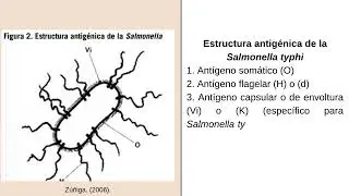 Widal y la prueba de la fiebre tifoidea 