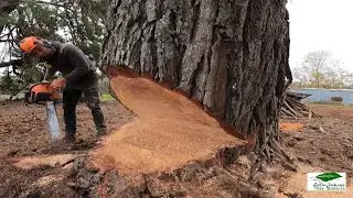 Tree felling of three big Pine trees.