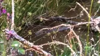 Devon Wildlife Trust Beaver Project