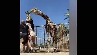Funny Animal Clips part 1#animals#funny#entertainment #animalclips#clips#entertainment#ytshorts