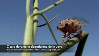 la cicala (Lyristes plebejus)