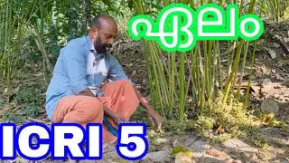 Cardamom ICRI 5#agriculture#Antony Muniyara Vlogs