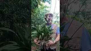 BRASSIA VERRUCOSA - Touceira