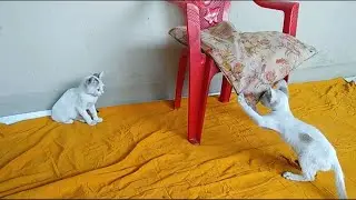 *Kitten_Playtime_Fun* 🐾 | *The_Furry_Life #thefurrylife #funnycat #catplaytime #catlovers #cutepets