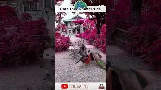 Peacock Paradise: Exploring their Habitat | #shorts #peacocks #animalimo