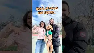 Vegas: &ldquo;İkinizi de seviyorum, uzatmayın.&rdquo; 🤣 #shorts #shortvideo #keşfet #challenge #funny #poodle