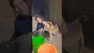 World&rsquo;s best job ❤️ #dog #voiceless #youtubeshorts #helpvoiceless