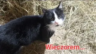 Wieczór w hodowli🐇🐈‍⬛🐓
