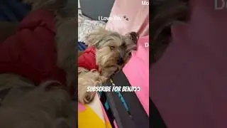 I love you❤️🐾 #youtubeshorts #dog #puppy #dogshorts