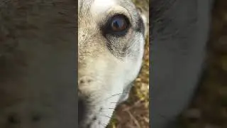 #Тобик #собака #dog #song #music #деревня #улица 🤠🤠🤠