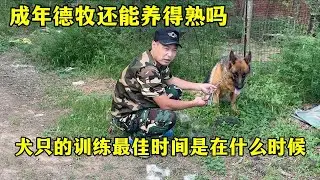 德牧的训练多大开始，成年犬到家以后还能养的熟听话吗今天告诉您