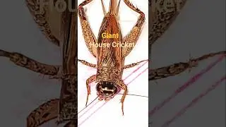 A Giant House Cricket Insect #cricket #fieldcricket #nature #bug #insects #viral #shorts #shortsfeed