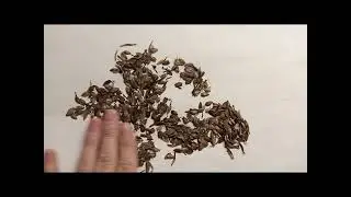 Как собрать семена с циний+бонус