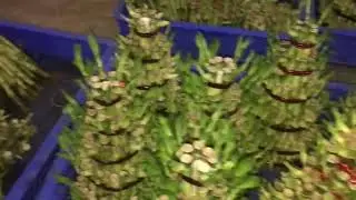 Luckeybamboo