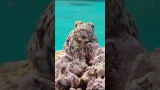 Обыкновенный кудрепер #hawkfish #кудрепер #водяной #рыба #красноеморе #fish #шармэльшейх #египет