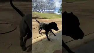 DISCIPLINE teaches Acceptable Behavior and fosters a well behaved COMPANION.18 months Presa Canario
