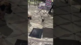 Pug mix plays with a Jack Russell puppy