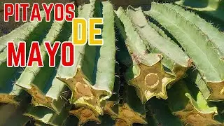 inicio de huerta de pitayos de mayo 🌵🌵🌵