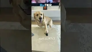 Собака делает то, чего никто не ожидал... #PetsShorts #FunnyShorts #trending