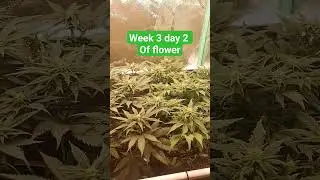 Organic Scrog Red Hot Violets 🥵 by Robin Hood Seeds