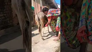 female donkey's milk 🥛🥛🥛