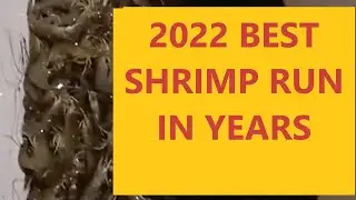 SHRIMP RUN 2022 IT'S REALY GOOD TOO LOTS OF EARLY SHRIMP ST JOHNS RIVER FLORIDA