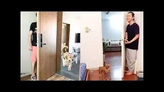 Dog Reaction to Hide And Seek - Funny Dog Hide And Seek Compilation