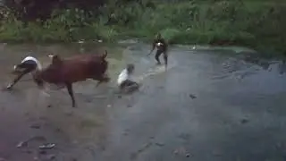 Real Rocket 🚀 Cow  | Samir Sheikh GR | Azar cow fan  | kgf cow fan | Garden Reach Cow 2025
