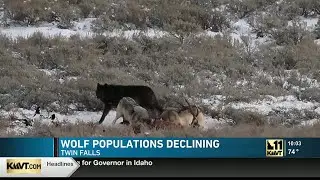 Wolf populations declining in Idaho