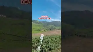 #trending #shorts #support #love #90severgreen #viral #everyone #beauty #nature #munnar #travel #yt